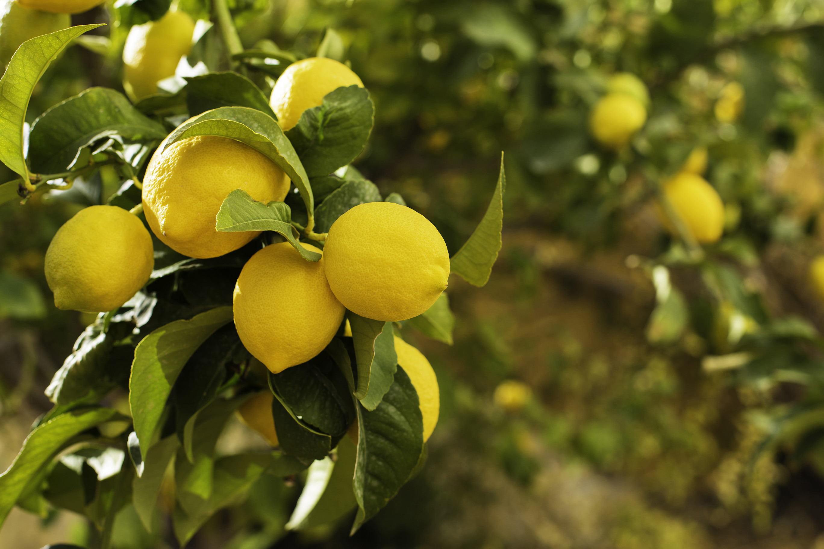 Citrus