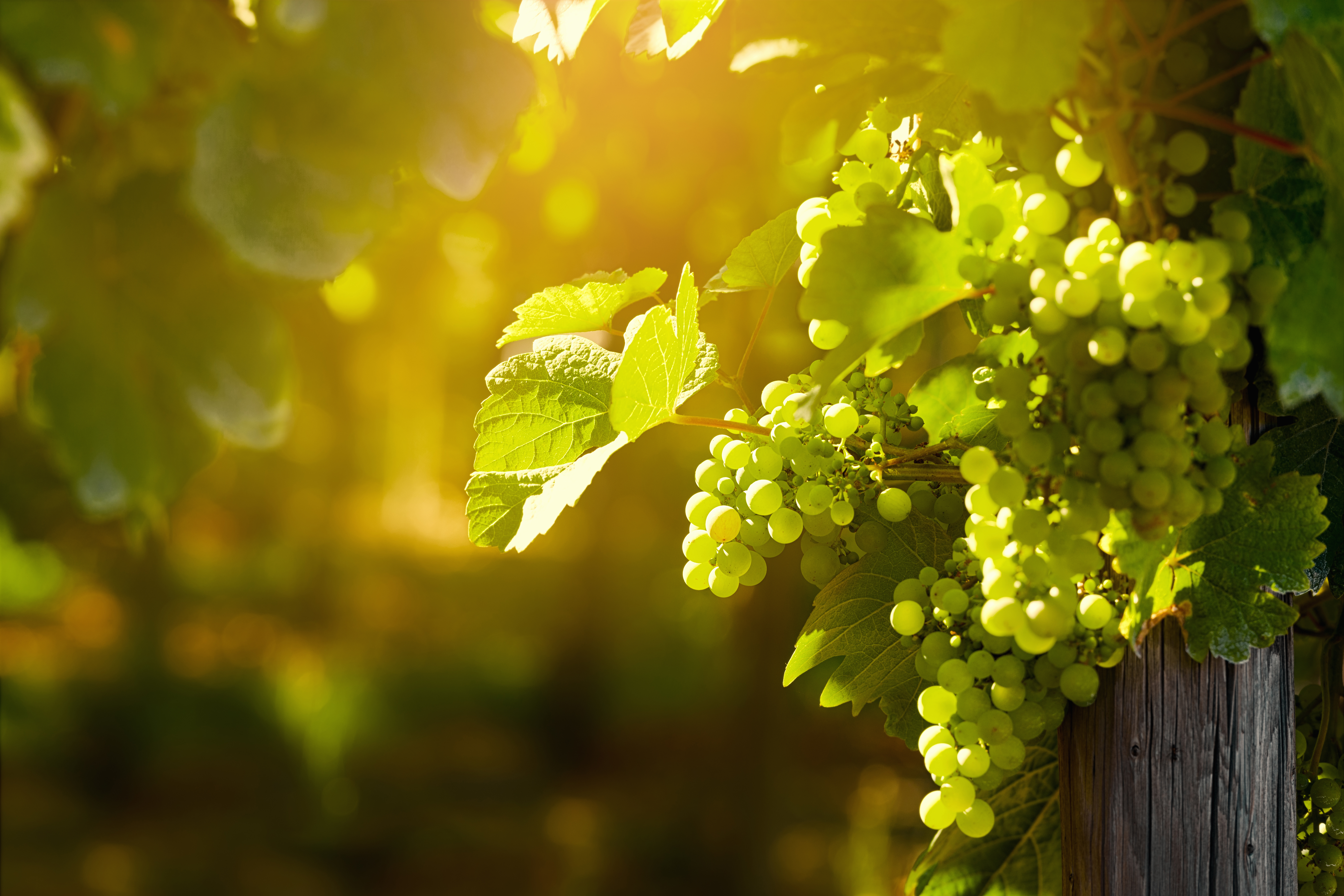 Grapes