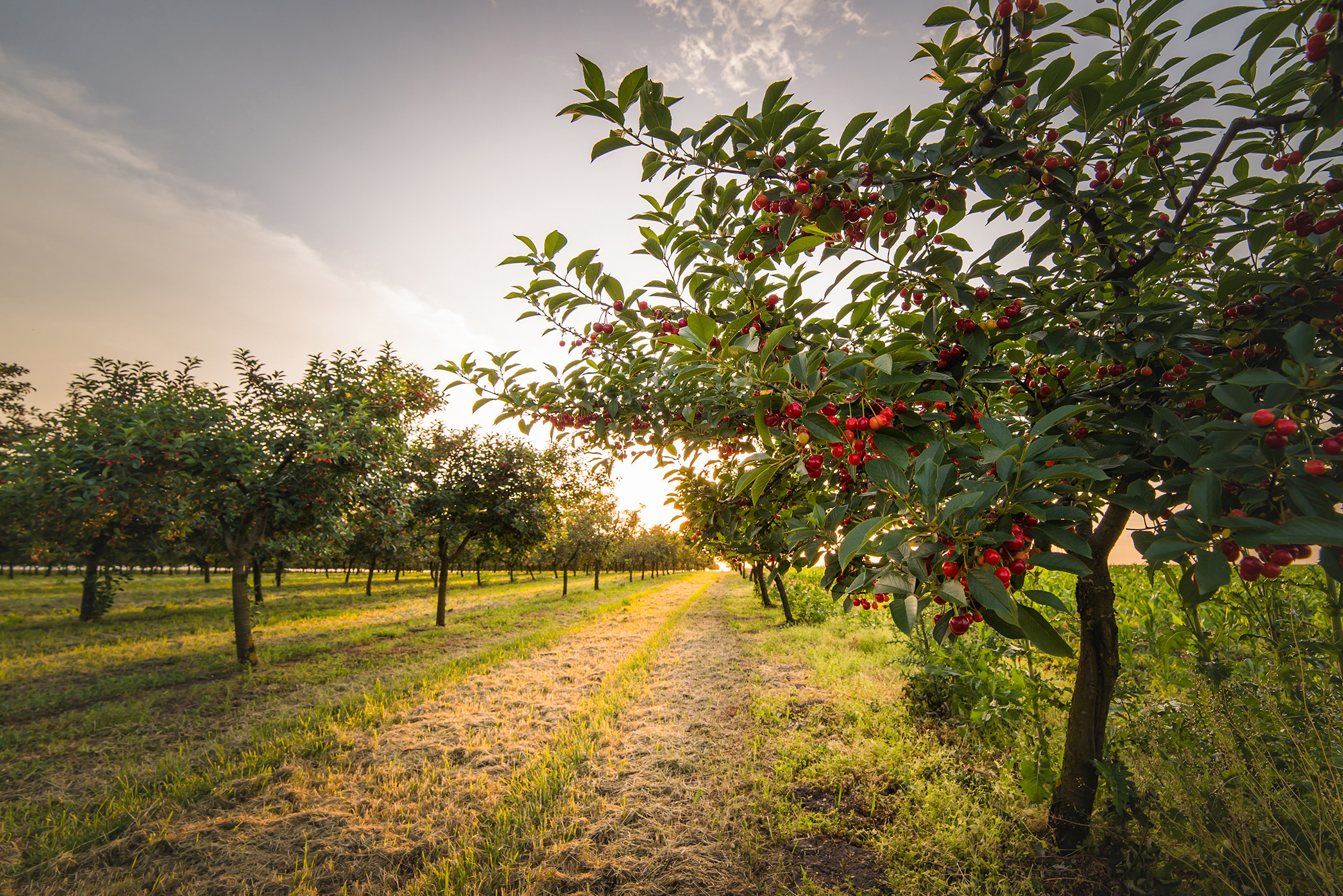 Stone fruit - Origin Fruit Group