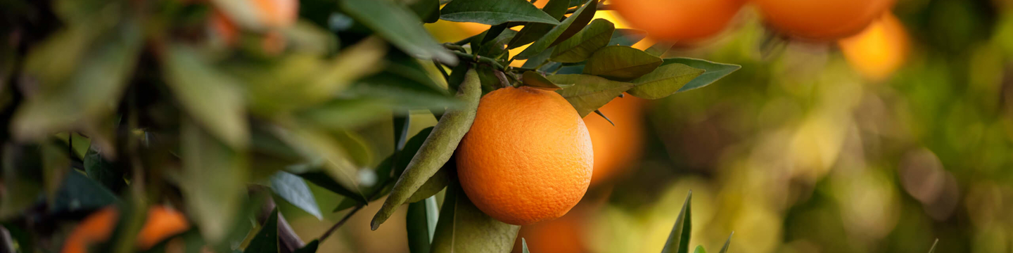 Product range - Origin Fruit Group